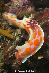 Clown doris (Ceratosoma amoena) by Daniel Poloha 